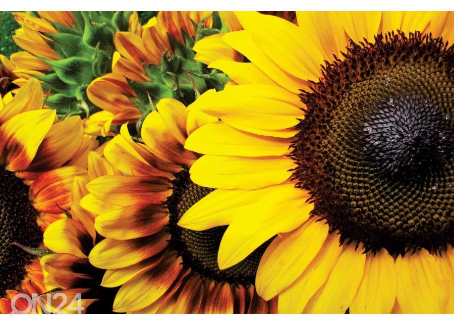 Põrandakleebis Sunflowers 255x170 cm suurendatud