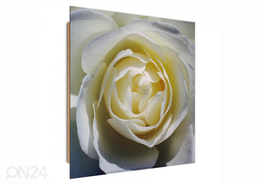 Seinapilt White rose 3D 30x30 cm suurendatud