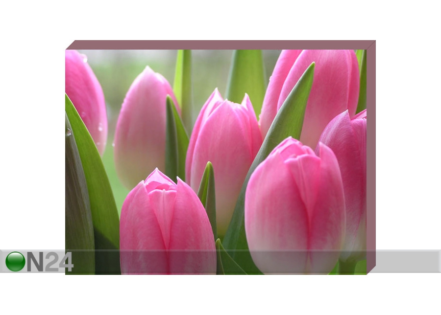 Картина Canvas - Розовые тюльпаны 50x60 cm увеличить
