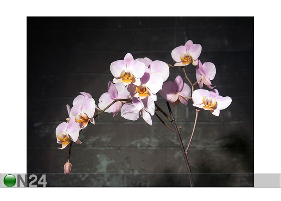 Картина Розовая орхидея, 30x40 cm увеличить