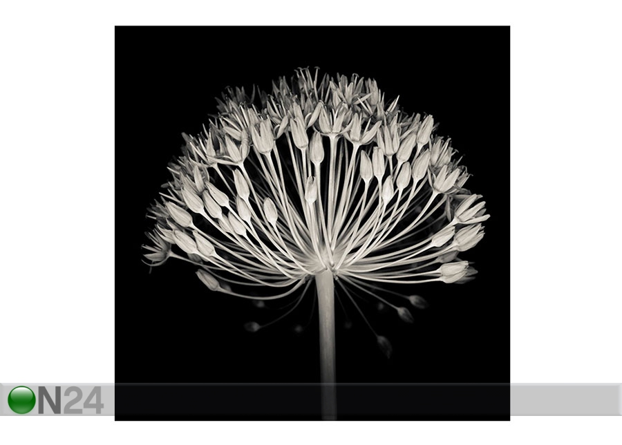 Картина Черно-белый цветок 2, 40x40 cm увеличить