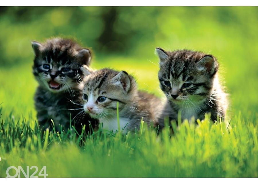 Напольная наклейка Kittens 255x170 см увеличить