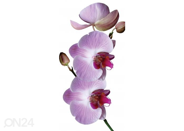 Напольная наклейка Lila Orchidee 85x170 см увеличить