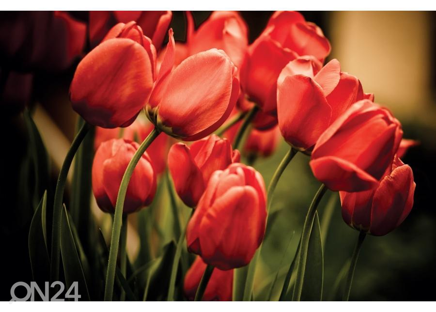 Напольная наклейка Red tulips 170x170 см увеличить