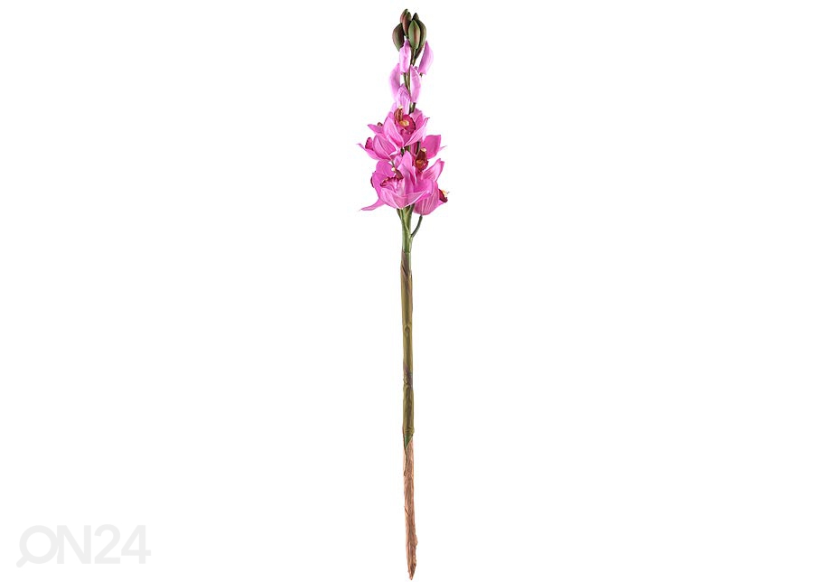 Орхидея Cymbidum 2 шт увеличить