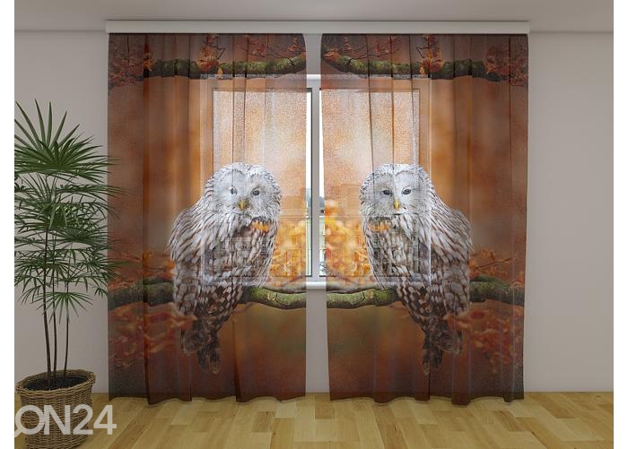 Просвечивающая фотоштора Ural Owl at Autumn Oak Fores 240x220 см увеличить