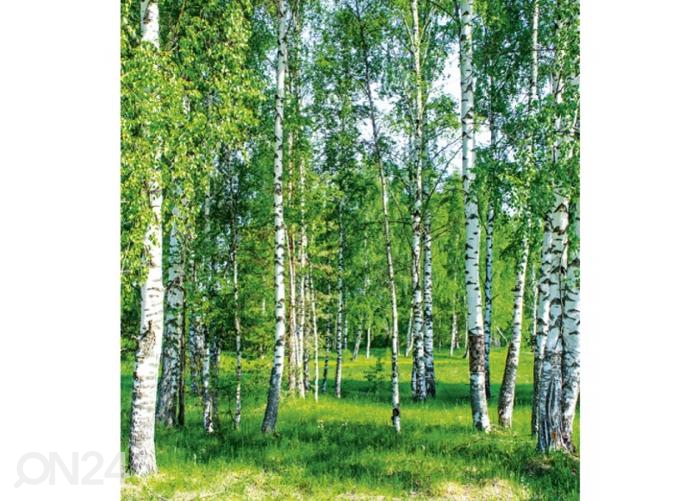 Флизелиновые фотообои Birch grow 225x250 см увеличить