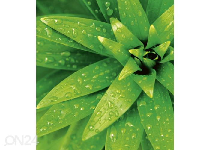Флизелиновые фотообои Fresh foliage 225x250 см увеличить