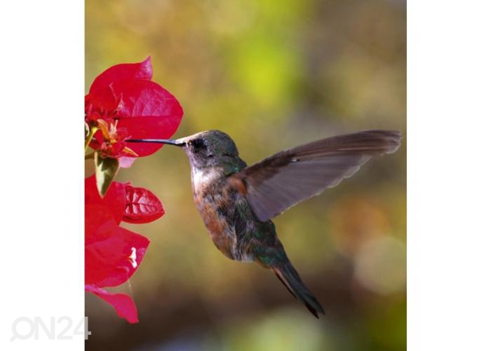 Флизелиновые фотообои Hummingbird 225x250 см увеличить