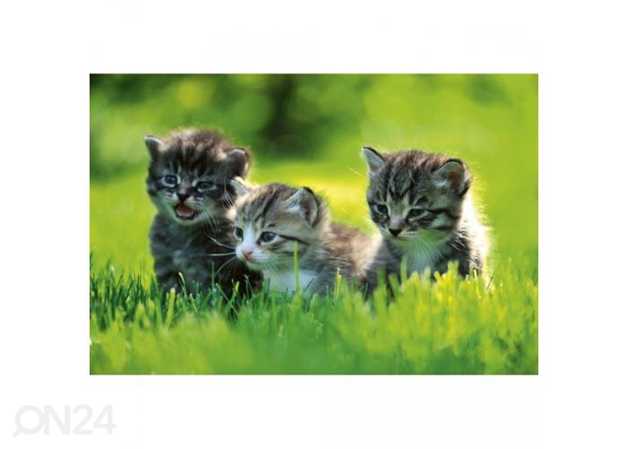 Флизелиновые фотообои Kittens 375x250 см увеличить