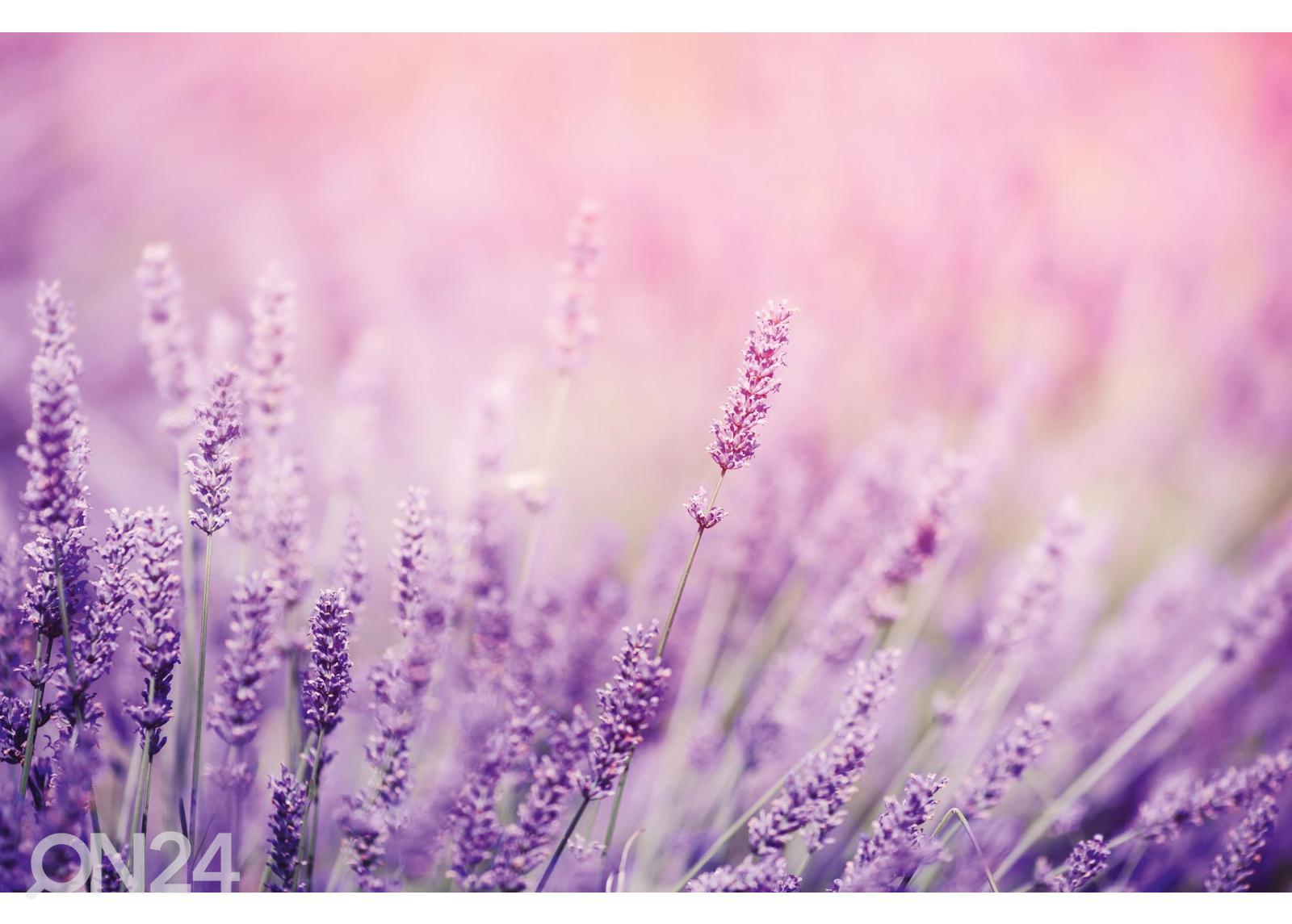 Флизелиновые фотообои Lavender увеличить
