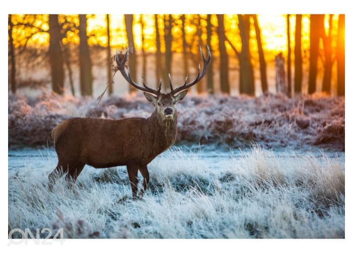 Флизелиновые фотообои Red Deer in Morning Sun 368x245 см увеличить