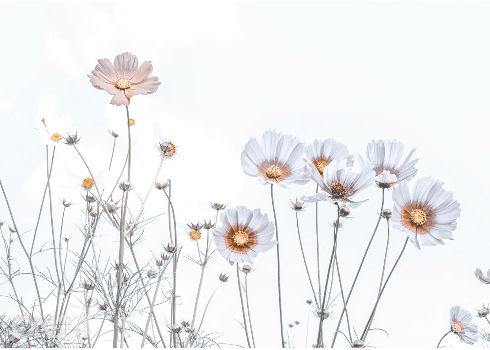 Флизелиновые фотообои Soft Flowers увеличить