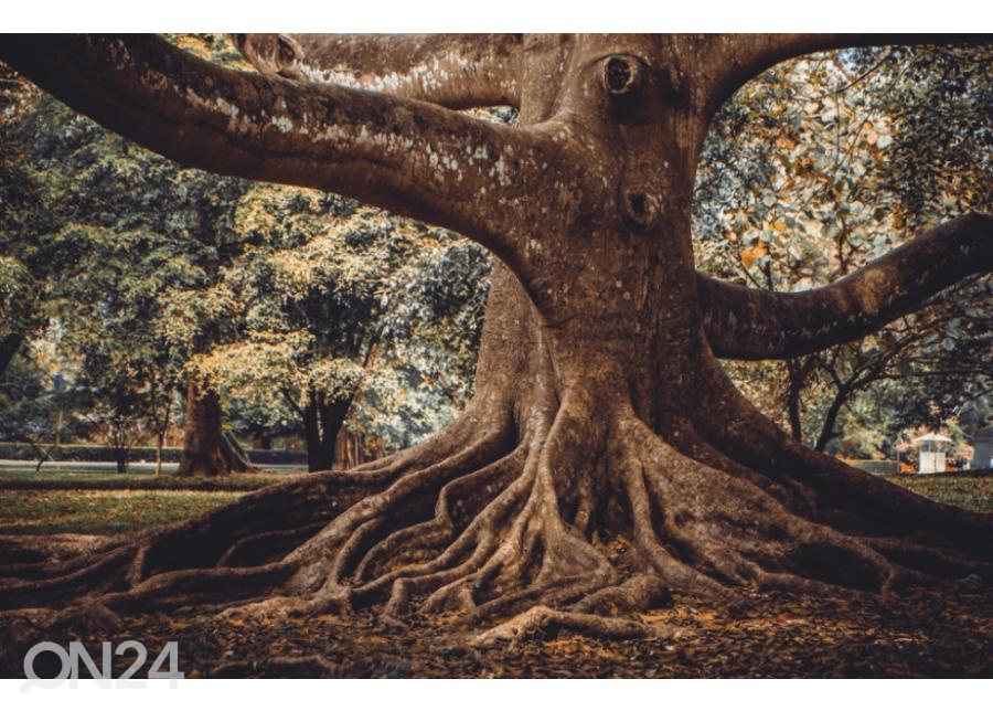 Флизелиновые фотообои Tree Root 368x254 см увеличить