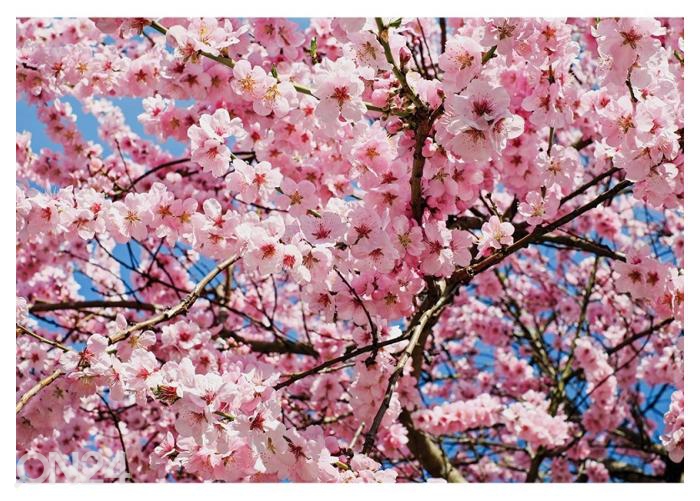 Флисовые фотообои Japanese Cherry Tree 368x254 см увеличить