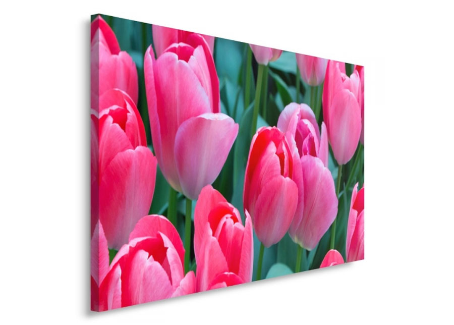 Taulu Pink tulips 30x40 cm