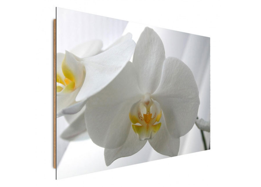 Taulu White orchids 40x50 cm