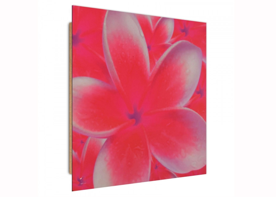 Taulu Frangipani flower 2 3D 30x30 cm