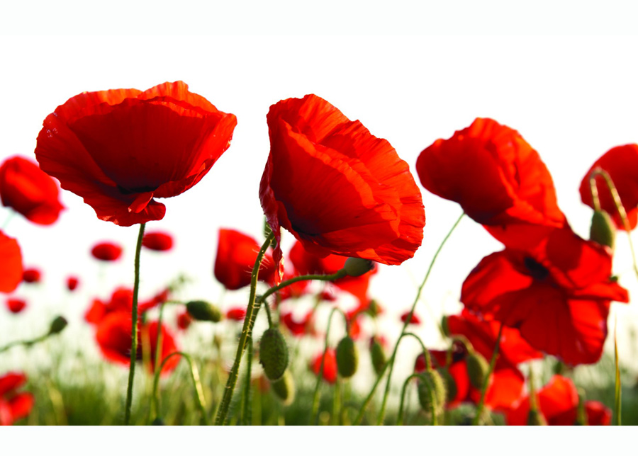 Kuvatapetti Red Poppies In The Field 416x254 cm