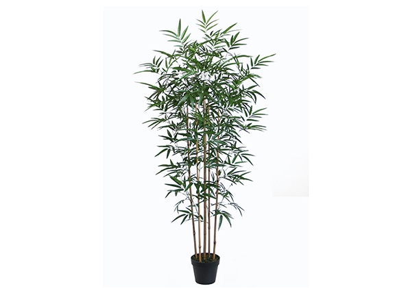 Koristekasvi Bambus 150 cm
