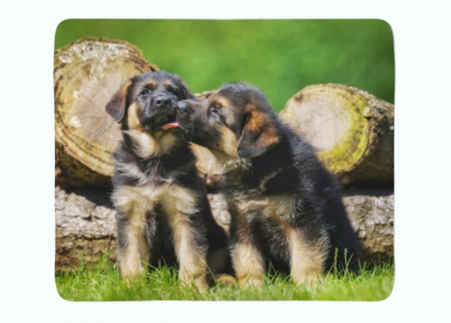 Torkkupeitto Cute German Shepherd Puppies 150x200 cm