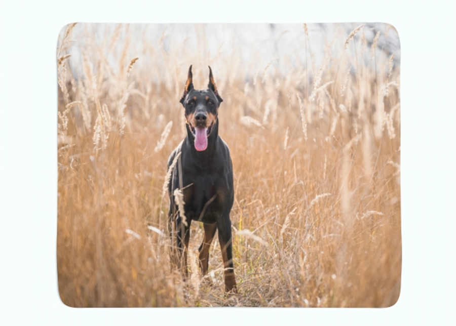 Torkkupeitto Doberman Pinscher in the Golden Grass 130x150 cm