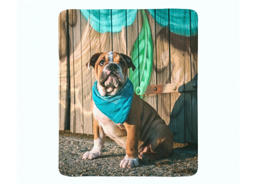 Torkkupeitto Stylish English Bulldog Puppy 130x150 cm