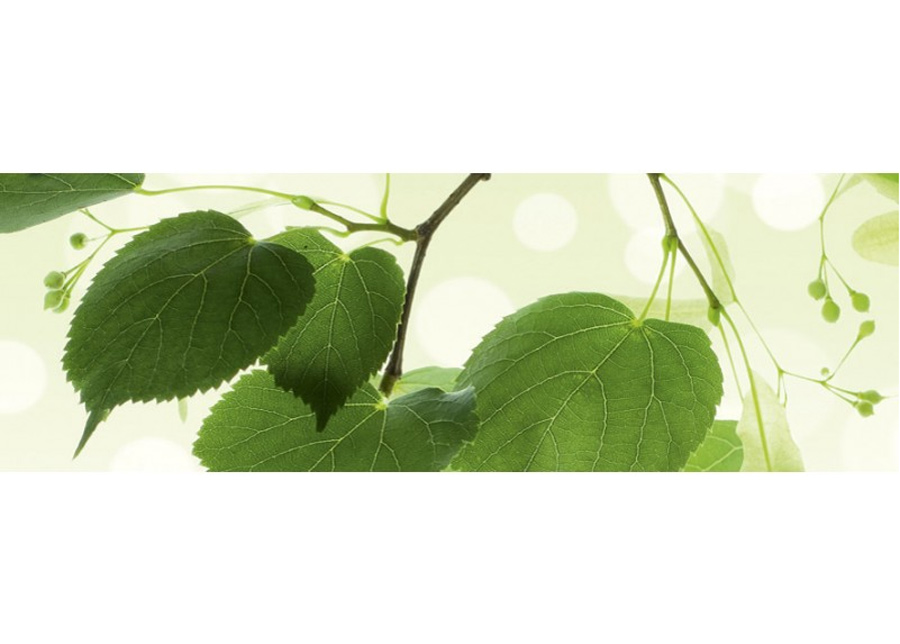 Keittiön välitila Green leaves 260x60 cm