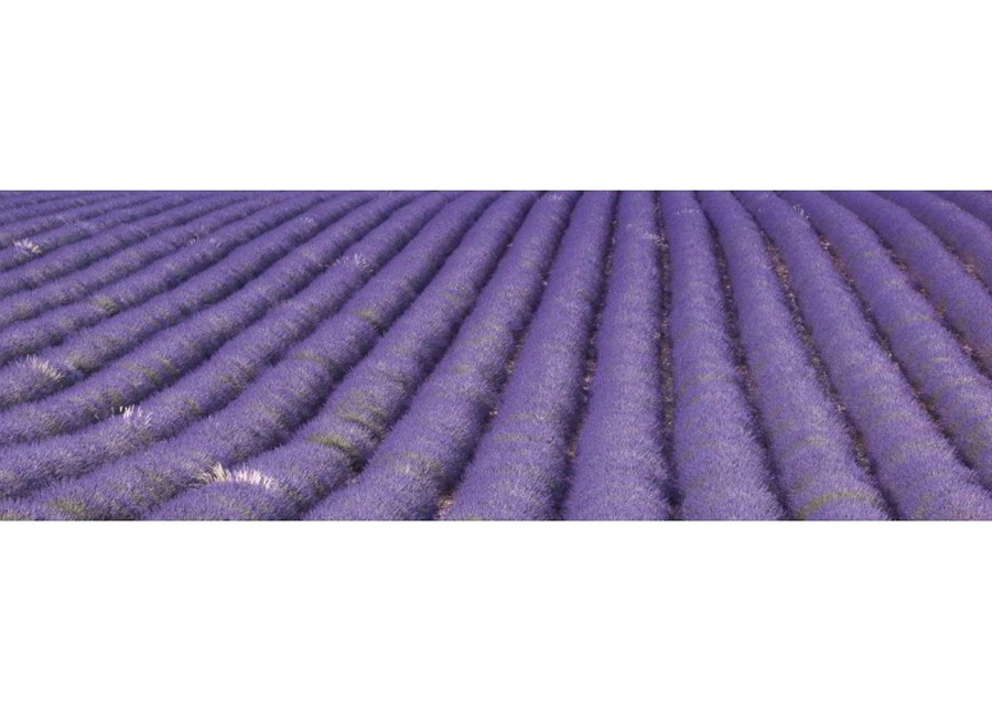 Keittiön välitila Lavender field 180x60 cm