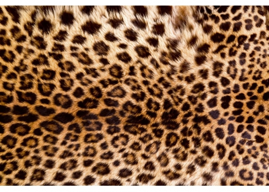 Non-woven kuvatapetti Leopard skin 375x250 cm