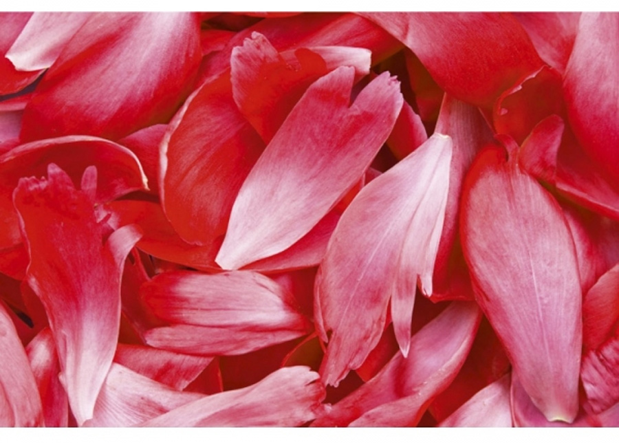 Fleece-kuvatapetti Red petals 375x250 cm