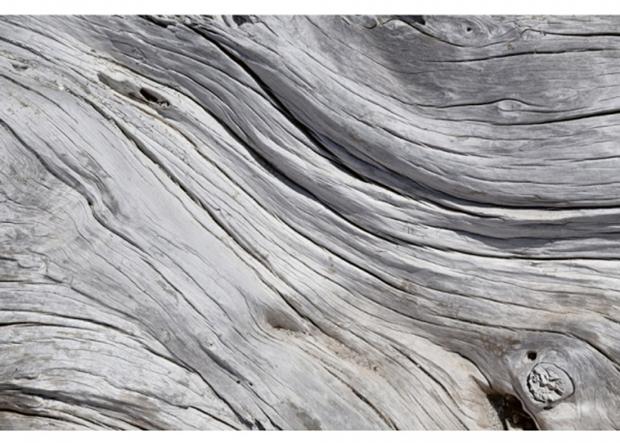 Fleece-kuvatapetti Tree texture 150x250 cm