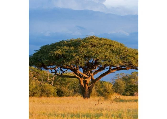 Fleece-kuvatapetti Acacia tree 225x250 cm