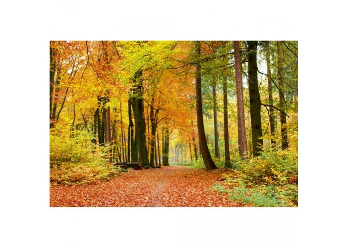 Fleece-kuvatapetti Autumn forest 375x250 cm