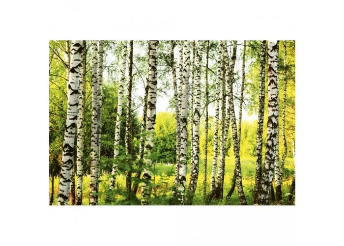 Fleece-kuvatapetti Birch forest 375x250 cm