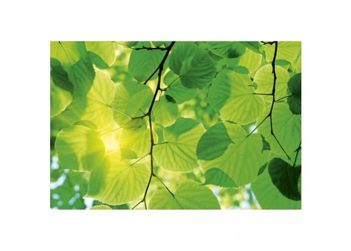 Fleece kuvatapetti Green leaves 375x250 cm