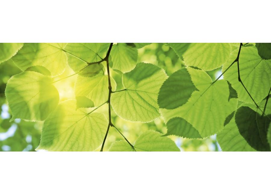 Non-woven kuvatapetti Green leaves 375x150 cm