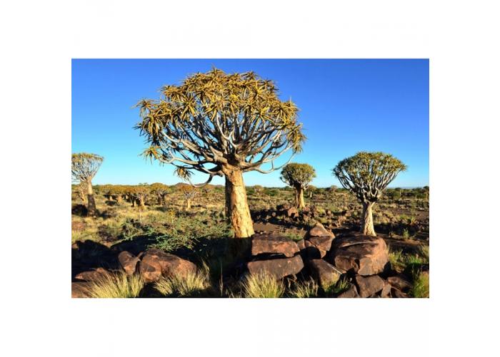 Fleece-kuvatapetti Namibia 375x250 cm