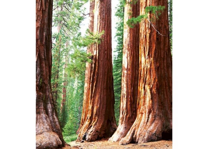 Fleece-kuvatapetti Sequoia 225x250 cm