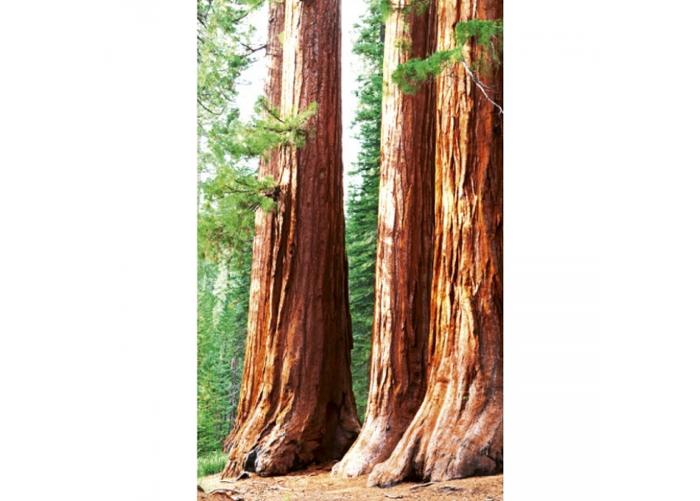 Fleece-kuvatapetti Sequoia Sequoia 150x250 cm