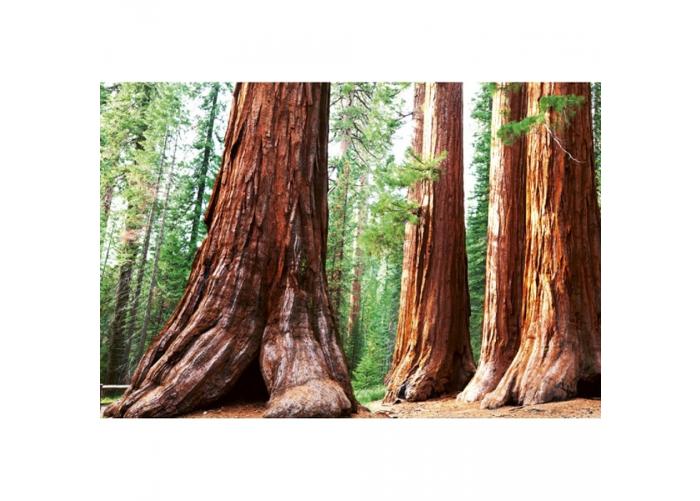 Fleece-kuvatapetti Sequoia 375x250 cm