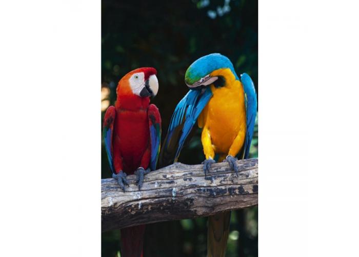 Fleece kuvatapetti Colourful macaw 150x250 cm