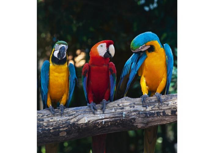 Fleece kuvatapetti Colourful macaw 225x250 cm