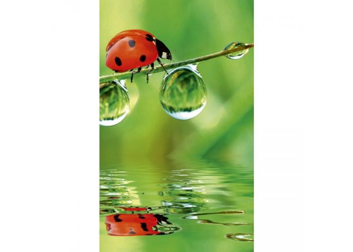 Non-woven kuvatapetti Ladybird 150x250 cm