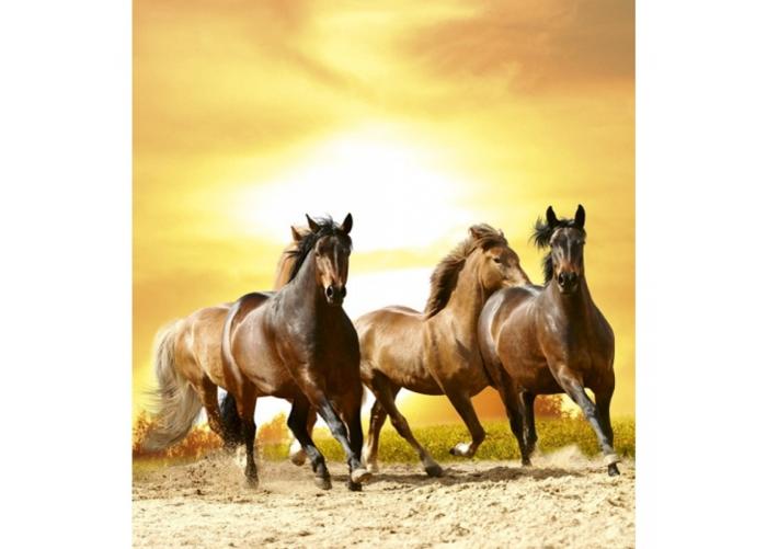 Fleece-kuvatapetti Horses in sunset 225x250 cm