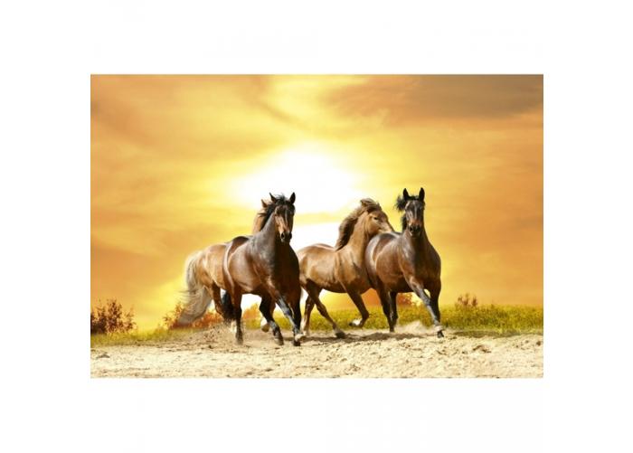Fleece-kuvatapetti Horses in sunset 375x250 cm