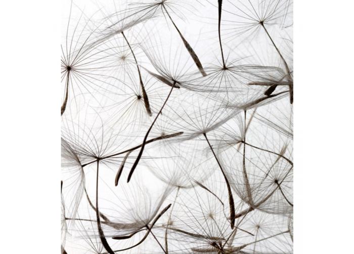 Fleece kuvatapetti Dandelion seeds 225x250 cm