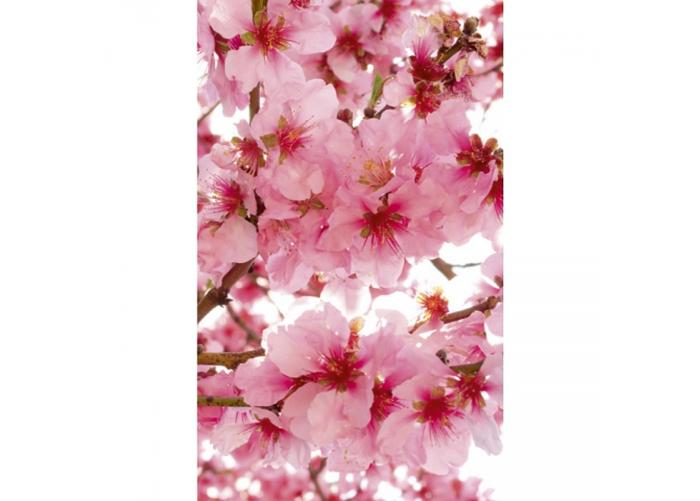 Fleece kuvatapetti Apple blossom 150x250 cm