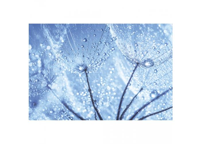 Non-woven kuvatapetti Dandelion waterdrops 375x250 cm