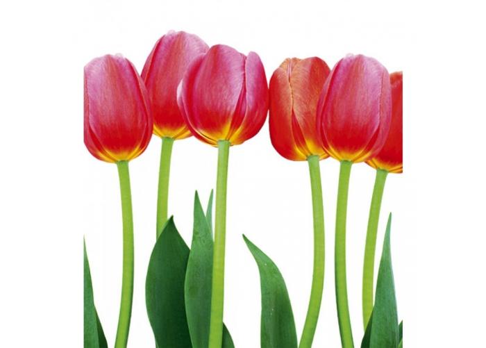 Fleece kuvatapetti Bed of tulips 225x250 cm